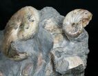 Hoploscaphites Ammonite Multiple Display #6101-4